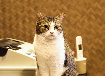 convenience-baito-oboeru.png レジ前に経つ猫