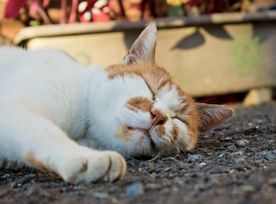 baito-tsukare-torenai.png 眠る猫